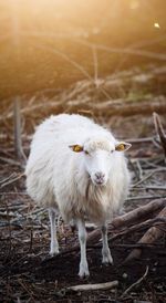 Portrait of white sheep on field