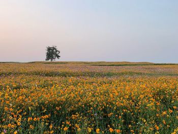 Scenic view of field against clear sky