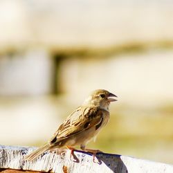 Close-up of bird perching outdoors