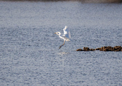 View of birds flying over sea