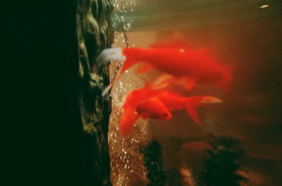 Close-up of jellyfish swimming in water