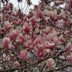 Low angle view of pink flowers