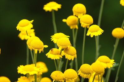 Close-up of yellow flowers blooming outdoors