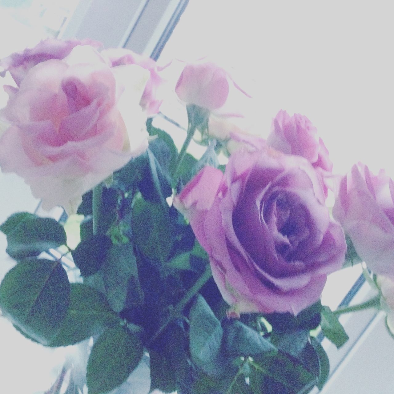 flower, freshness, indoors, close-up, rose - flower, petal, fragility, flower head, pink color, still life, table, no people, plant, focus on foreground, leaf, beauty in nature, rose, growth, nature, vase