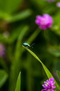 Close-up of insect on purple flower