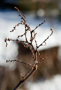 Close-up of snow on plant