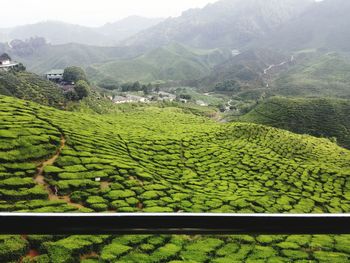 Scenic view of grassy hill during foggy weather