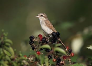 Close-up of bird perching on flower