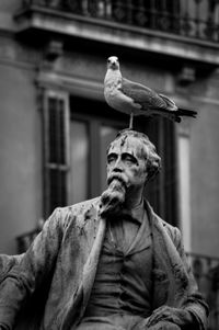 Portrait of bird perching on wall