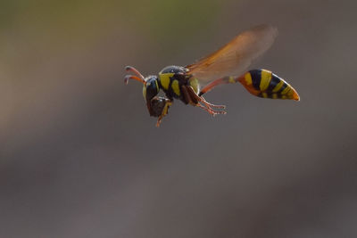 Close-up of insect on a flower