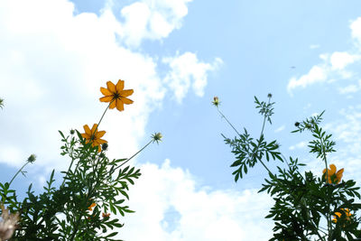 Low angle view of flowering plants against sky