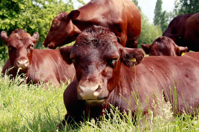 Cows on field