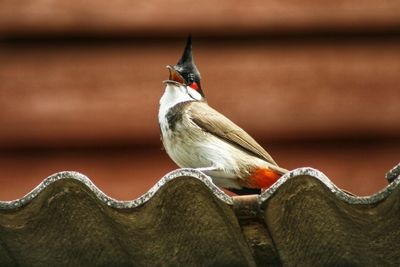 Close-up of bird perching on wood