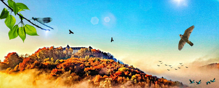 Low angle view of birds flying against sky