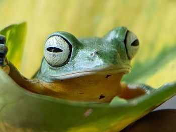 Close-up of a frog