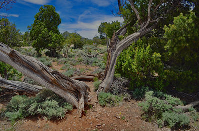 Trees in forest against sky