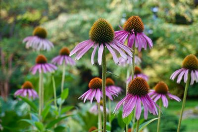 Close-up of purple flowering plants