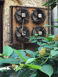 Close-up of potted plants hanging from window