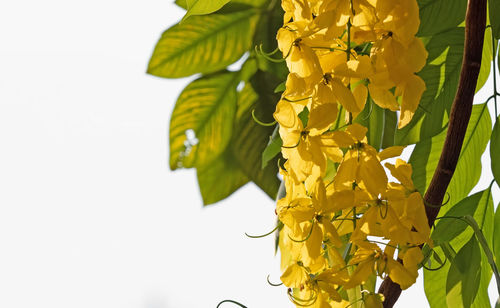 Close-up of yellow flowering plant