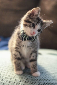 Close-up of kitten on sofa