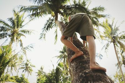 Low angle view of man climbing coconut palm tree