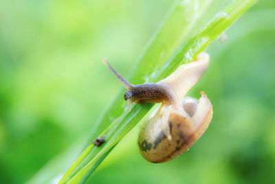 Close-up of snail on plant