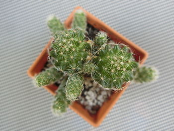 Close-up of potted plant