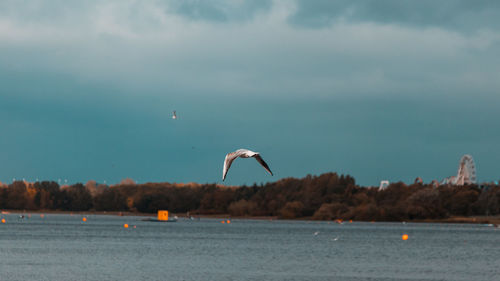 Seagull flying over sea against sky