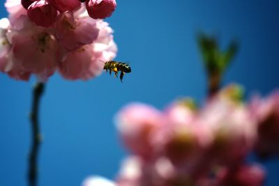 Close-up of honey bee pollinating flower