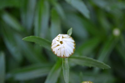 Close-up of white flowering plant