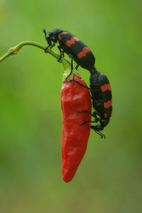 Close-up of insect on leaf