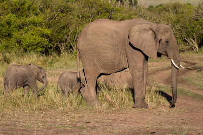 Elephant in a field