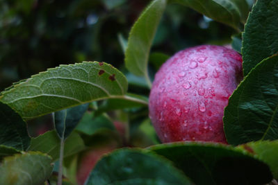 Close-up of strawberry growing on plant