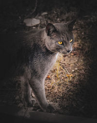 Close-up of a cat looking away