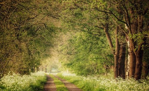Footpath amidst trees in forest