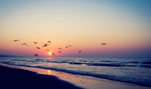 Flock of birds flying over sea