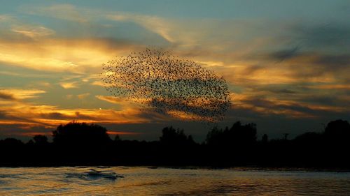 Silhouette trees by lake against sky during sunset