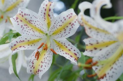 Close-up of flower blooming outdoors