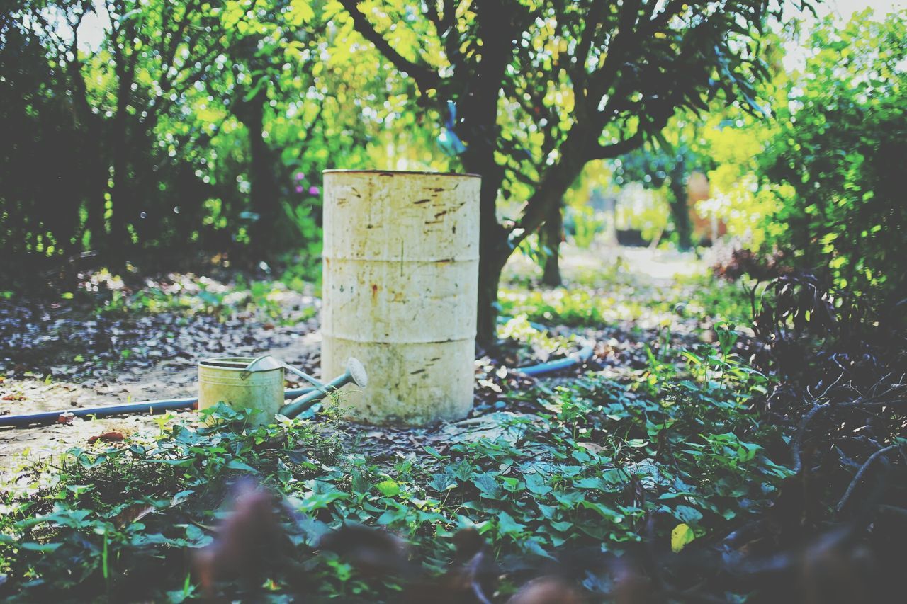 growth, tree, day, outdoors, nature, no people, animal themes