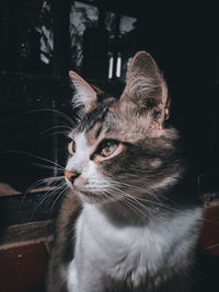 Close-up of a cat looking away