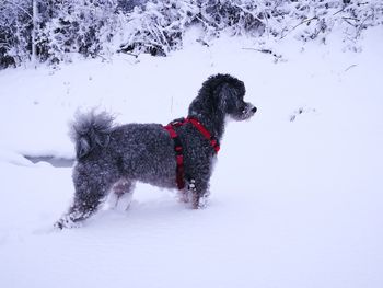 Dog on snow covered land
