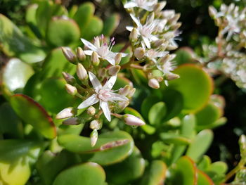 Close-up of white flowering plant