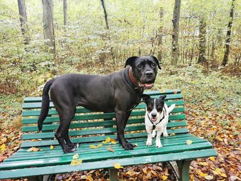 Dogs of a green bench 