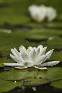 Close-up of water lily in lake