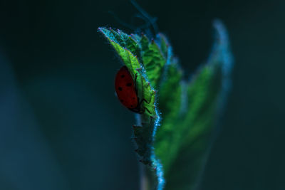 Close-up of ladybug on leaf