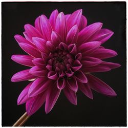 Close-up of dahlia blooming against black background