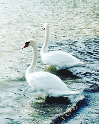Swan swimming in lake