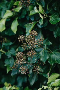 High angle view of flowering plant