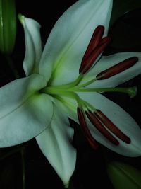 Close-up of fresh flower blooming outdoors