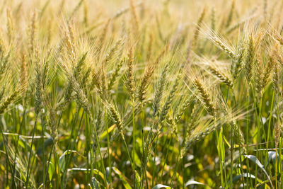 Close-up of wheat growing on field